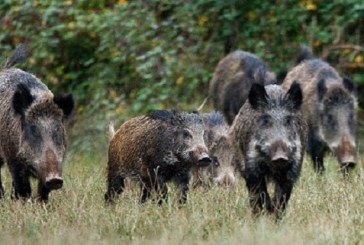 EL JABALÍ, ESCURRIDIZO Y VALIENTE