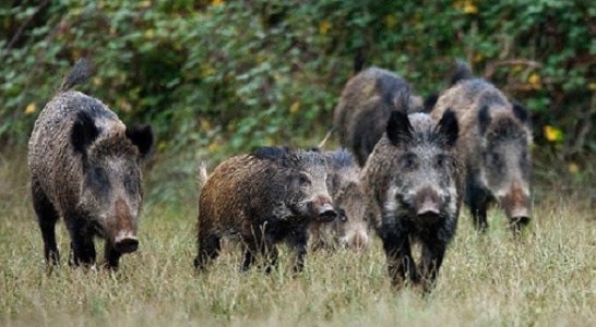 EL JABALÍ, ESCURRIDIZO Y VALIENTE