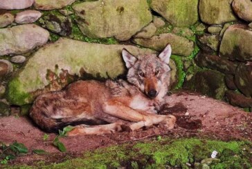 Los lobos ya entran a casas habitadas en Galicia