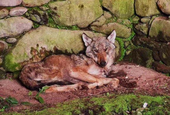 Los lobos ya entran a casas habitadas en Galicia