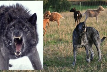 El Gobierno paraliza la declaración del lobo como especie protegida