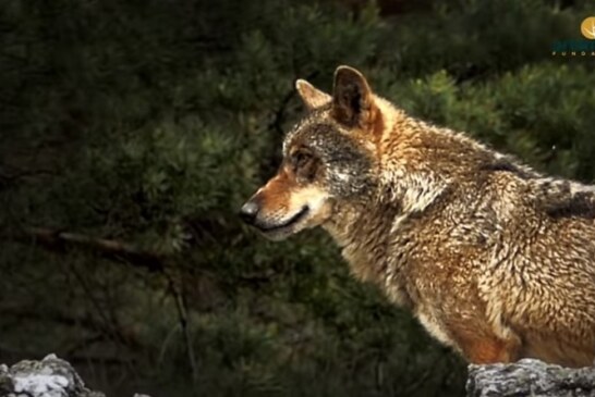 Fundación Artemisan estrena la primera parte del documental ‘Lobos y furtivos, la amenaza de Gredos’