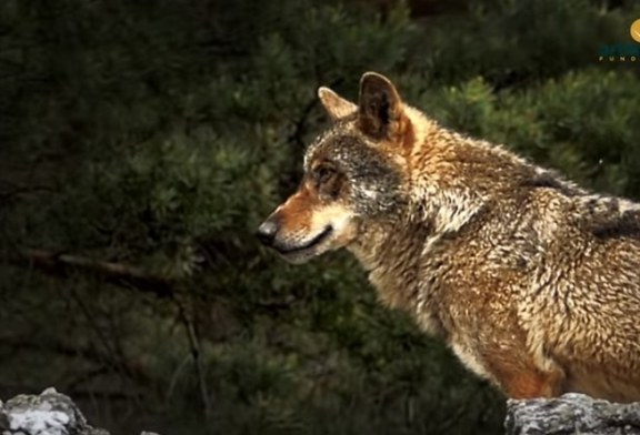 Fundación Artemisan estrena la primera parte del documental ‘Lobos y furtivos, la amenaza de Gredos’