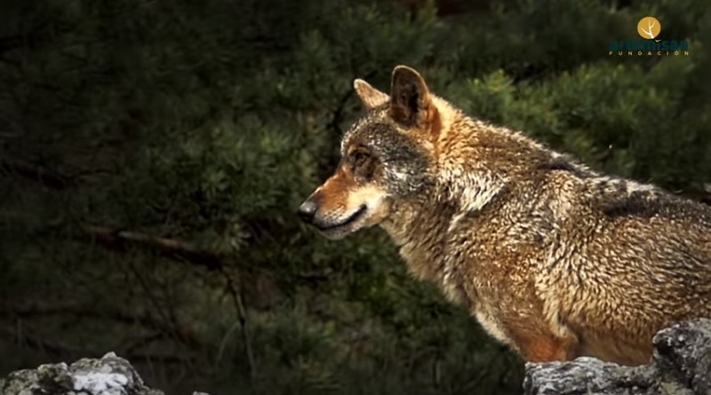 Fundación Artemisan estrena la primera parte del documental ‘Lobos y furtivos, la amenaza de Gredos’
