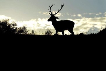 La matanza en el Parque Nacional de Monfragüe llega a la Fiscalía General de Medio Ambiente