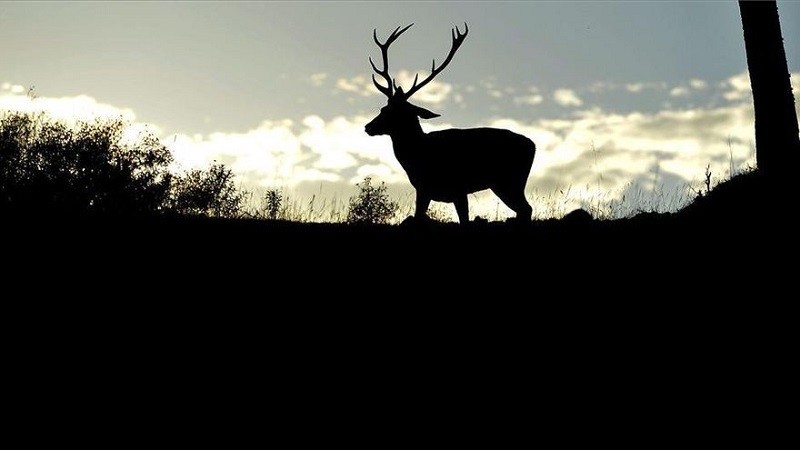 La matanza en el Parque Nacional de Monfragüe llega a la Fiscalía General de Medio Ambiente