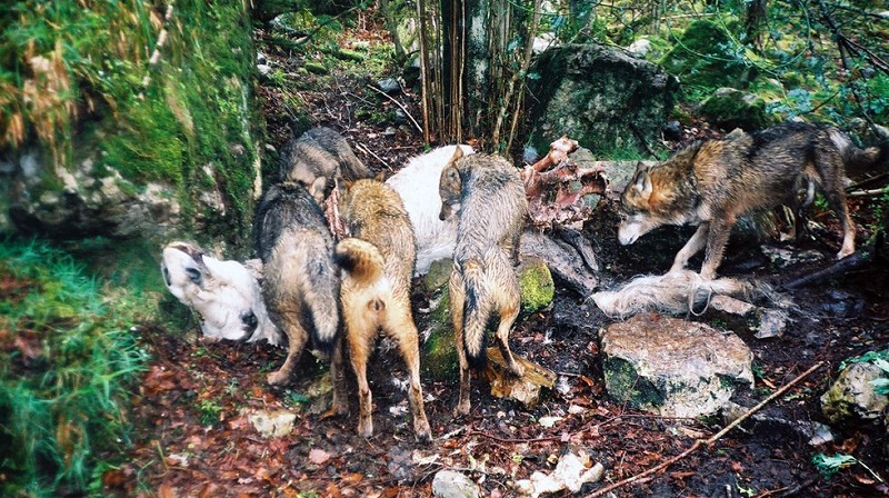 Ataques de la fauna salvaje: Asturias acumula pagos pendientes a ganaderos de un millón de euros