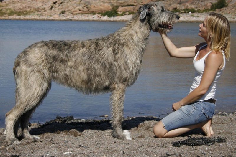 ¡Son gigantes! Conoce a los 10 perros más grandes del mundo