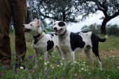 La junta de Andalucía se equivoca. Los perros de Rehala no son mascotas