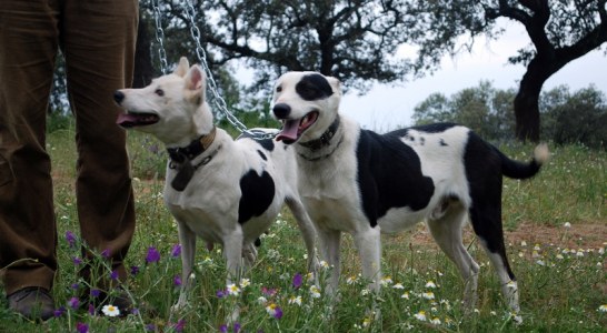La junta de Andalucía se equivoca. Los perros de Rehala no son mascotas