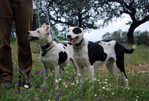 La junta de Andalucía se equivoca. Los perros de Rehala no son mascotas