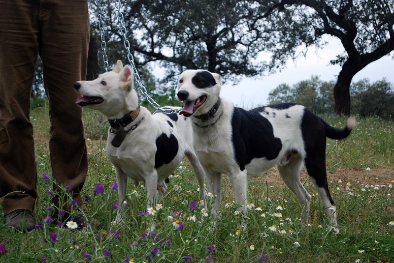 La junta de Andalucía se equivoca. Los perros de Rehala no son mascotas