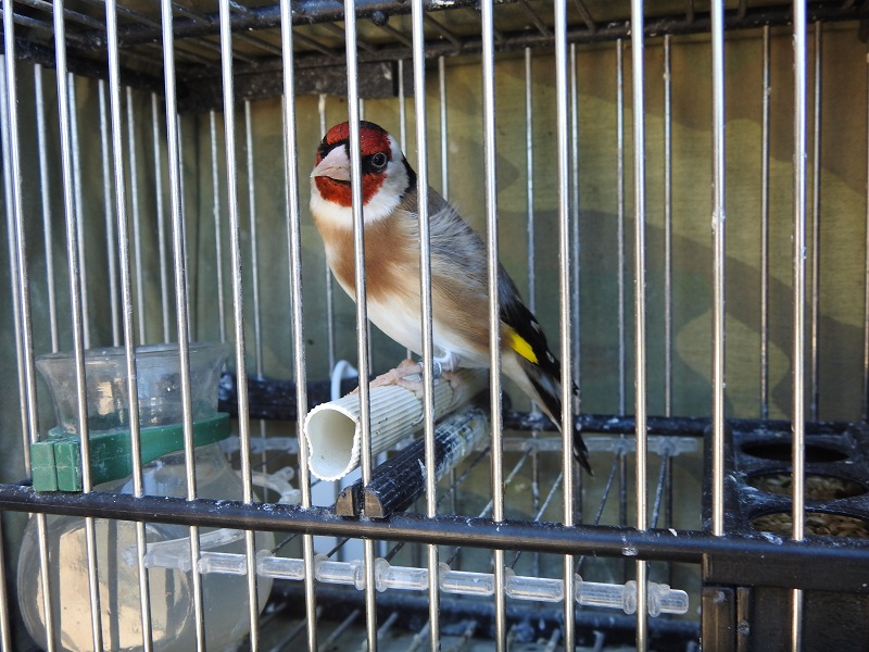 Torres de la Alameda acogió a 283 aves en el XXVI Campeonato de España de Silvestrismo celebrado este fin de semana