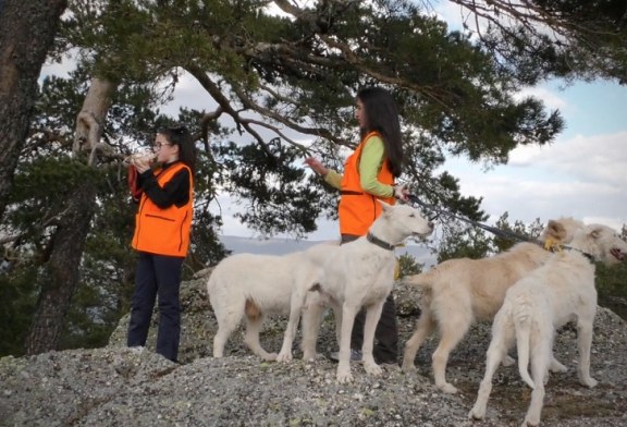 Carta a los rehaleros: No, no hay que responder las solicitudes de información de Galgos del Sur