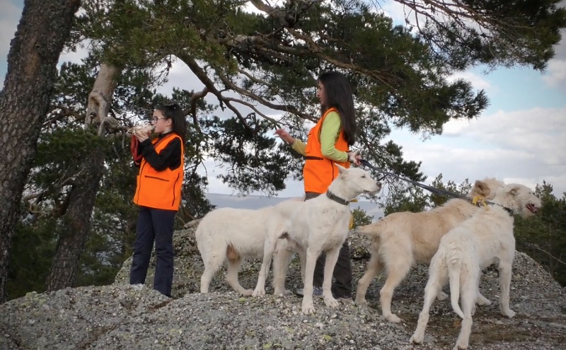 Carta a los rehaleros: No, no hay que responder las solicitudes de información de Galgos del Sur