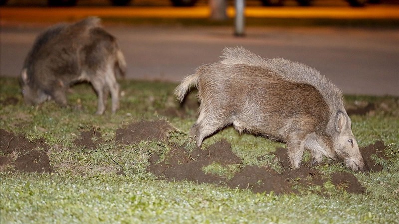 Carta de un cazador a los animalistas