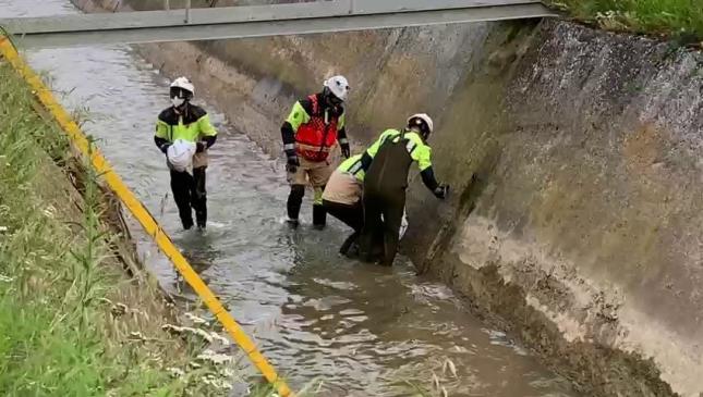 Agónico rescate de otro corzo en el canal del río Alegría