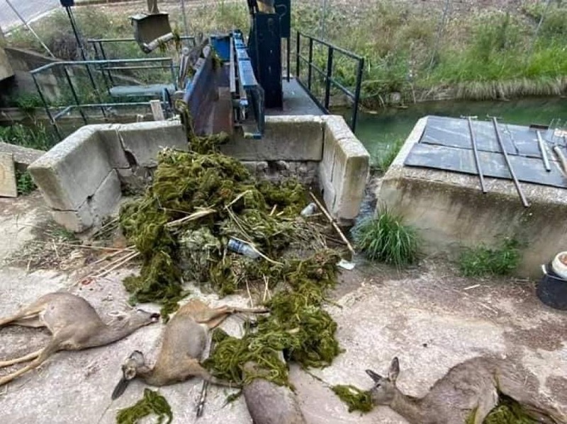 El canal de la Estanca de Alcañiz, una trampa mortal para los corzos en primavera