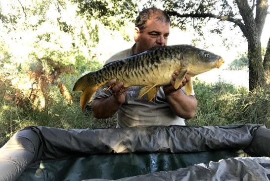 La pesca de carpas y barbos entra en su mejor época