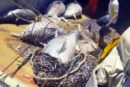Nuevo castigo a los pescadores recreativos por parte de la administración al cerrarse cautelarmente la veda del Atún rojo