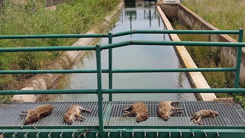 Los cazadores piden medidas para evitar el ahogamiento de animales en el canal de Llíria