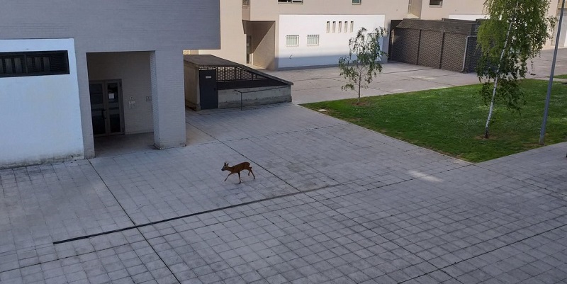 Un corzo es capturado en un patio de Salburua y liberado en Montes de Vitoria