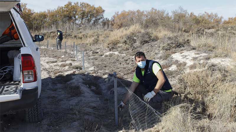 Los daños del conejo en agricultura se pueden reducir hasta un 70%