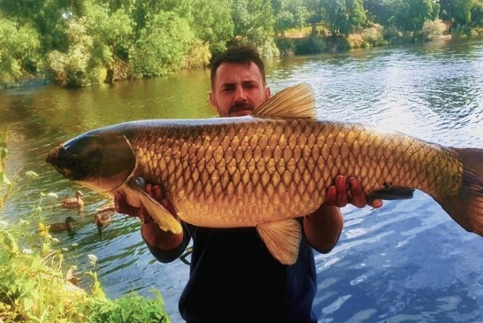 ¿Qué hace esta enorme carpa asiática en Madrid? Las especies exóticas nos invaden