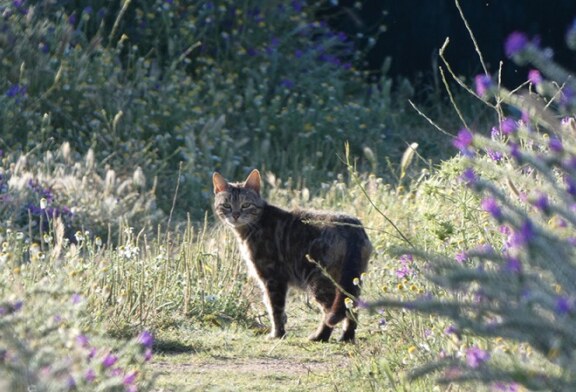 Fundación Artemisan estudia los efectos de los gatos domésticos en la fauna silvestre