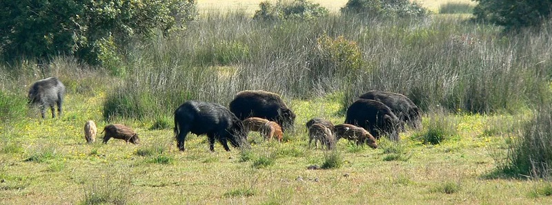 Casi el 50% de jabalíes en Doñana tienen anticuerpos del virus de la hepatitis E