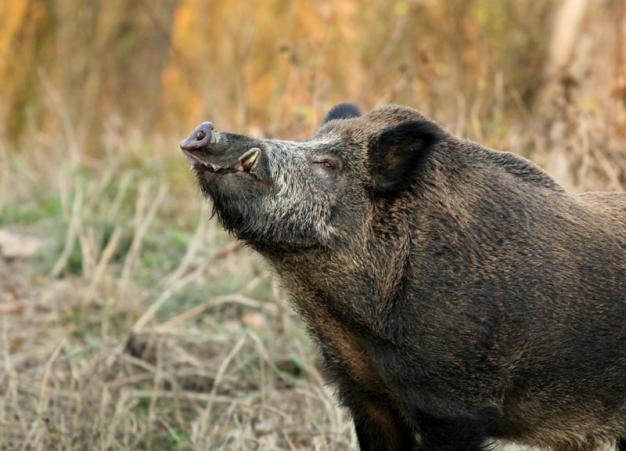 LA CAZA EN BATIDA, UNA HERRAMIENTA DE GESTIÓN NATURAL E IMPRESCINDIBLE