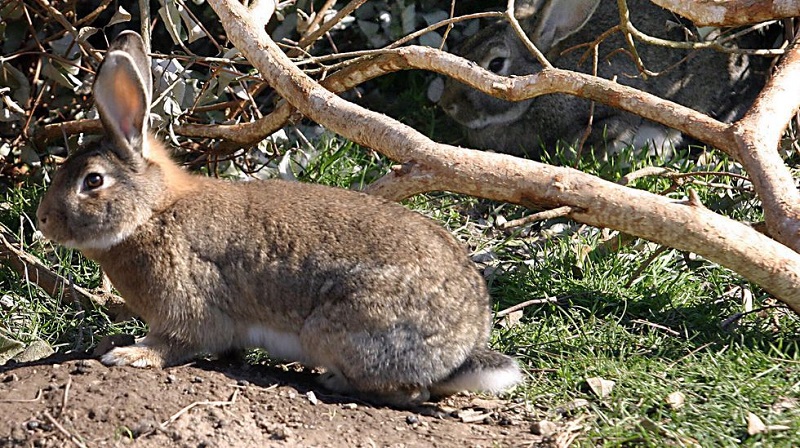 Impulsan un programa pionero para intentar recuperar al conejo de monte en Pontevedra