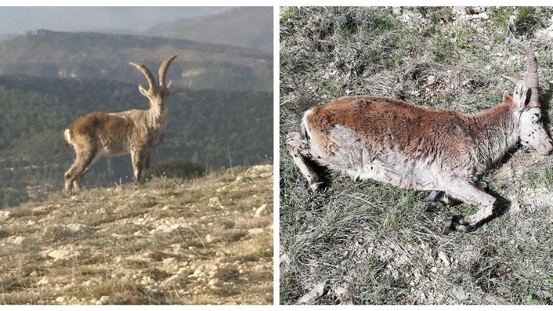 La sarna aniquila el 50% de la cabaña de cabra hispánica en Els Ports
