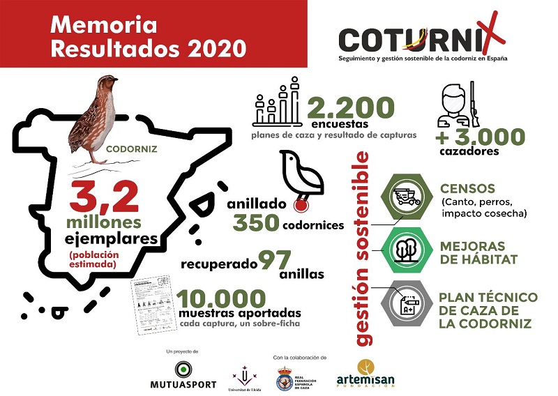 Las poblaciones de codorniz gozan de buena salud