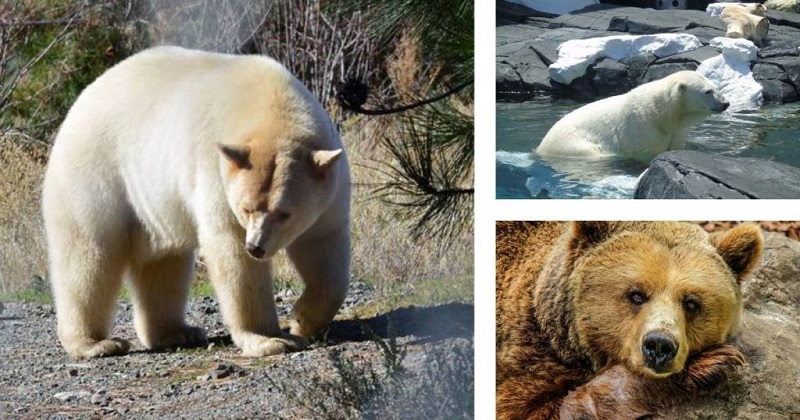 Osos Grolar, la llegada de una nueva especie, el declive del oso polar