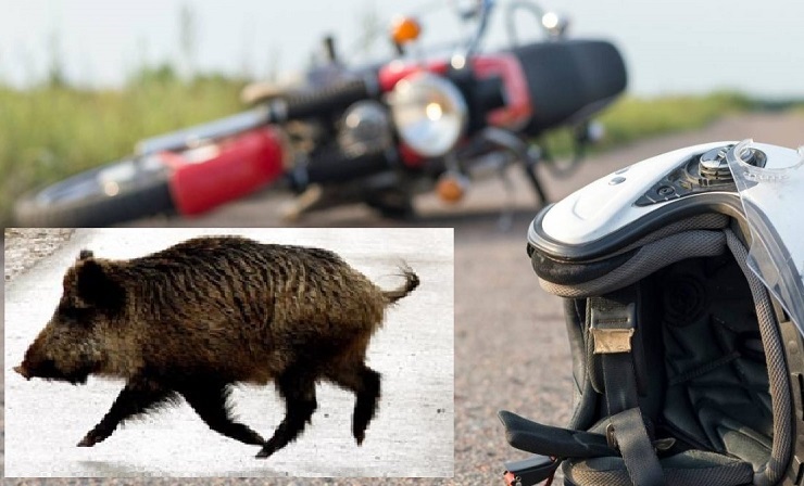 El motorista herido al chocar con un animal en Valle de la Serena sigue muy grave en la UCI