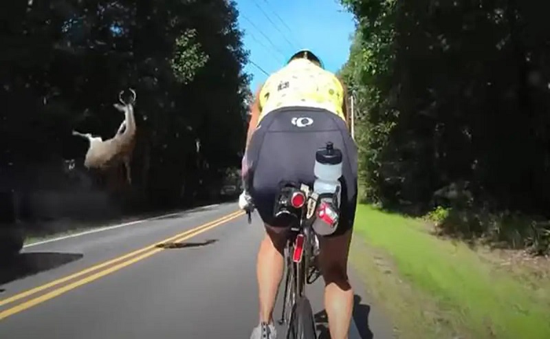 Video: Ciervo sale volando tras ser atropellado y casi golpea a un ciclista