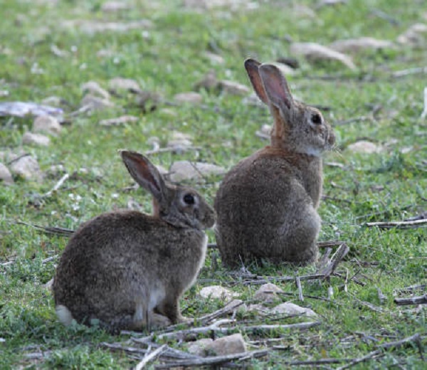 Los daños por los conejos aumentan en Lleida