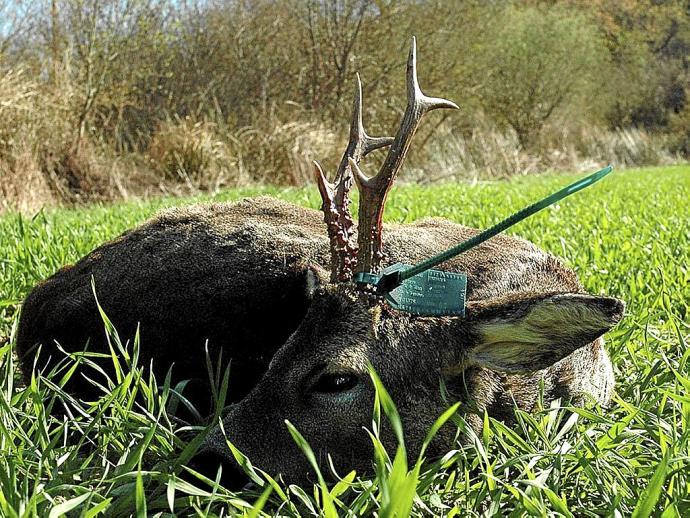 Pasión por la caza del corzo a rececho