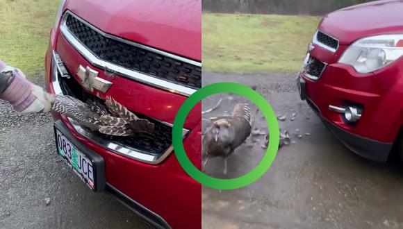 ¡Salió vivito y coleando! Pavo sobrevive a colisión con auto y queda atorado en el parachoques