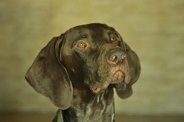 Pointer y Braco alemán; dos campeones de la pluma