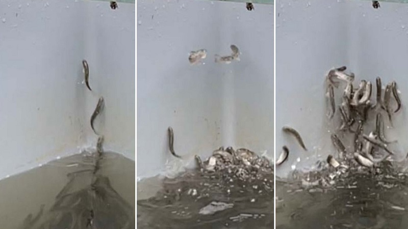 Salmones jóvenes ‘se vuelven locos’ en un criadero de peces de Alemania tras supuestamente intoxicarse con cocaína