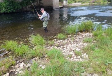 El salmón mengua en Asturias