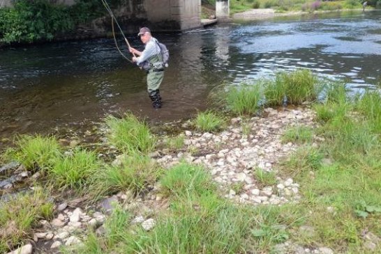 El salmón mengua en Asturias