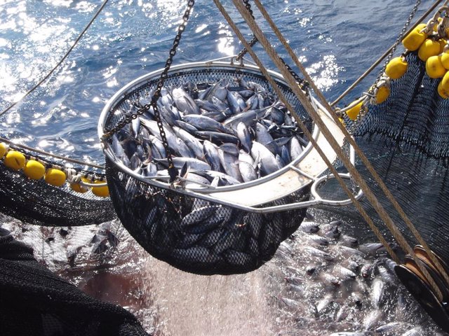 España agota su cuota de pesca del atún blanco del norte
