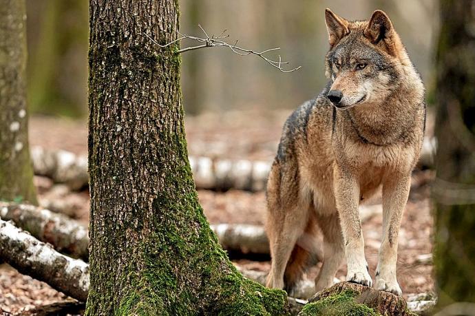 Inquietud entre los ganaderos de Lumbier ante los ataques de lobos en Huesca