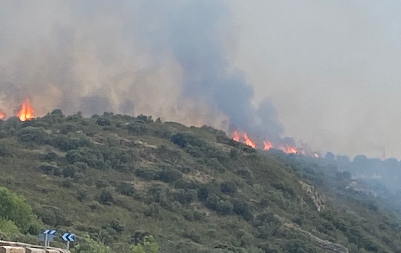 Un jabalí causante de la extensión de un incendio en Zamora