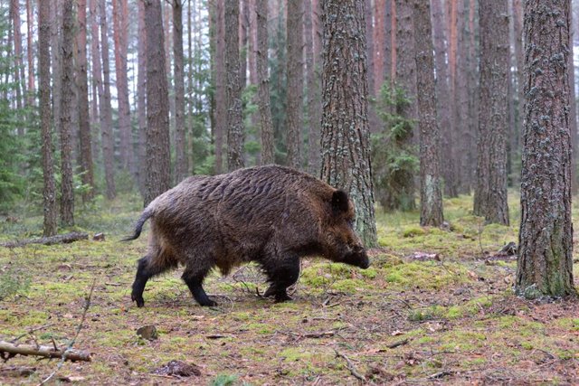 Galicia permite las batidas de jabalí sin límite de ejemplares en casi el 70% del territorio