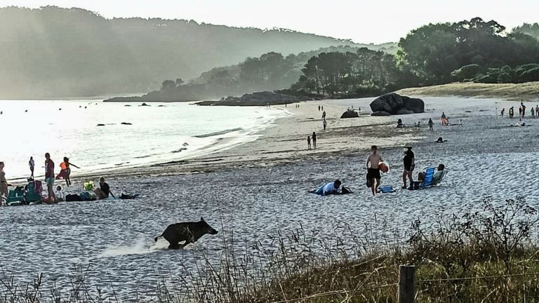 Galicia. Los jabalíes bajan a las playas