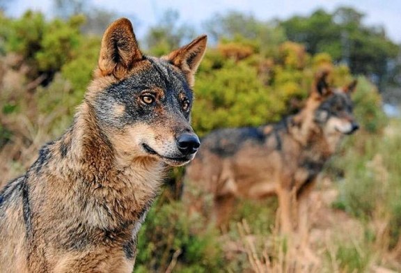 Cantabria. 34 lobos serán cazados pese a la negativa del Ministerio